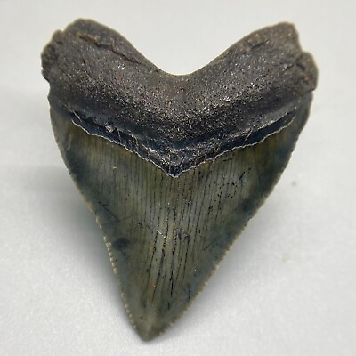 #ad Gorgeous Juvenile serrated 1.78quot; Fossil MEGALODON Shark Tooth Southeast USA $49.00