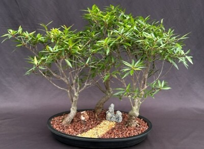 #ad Willow Leaf Ficus Bonsai Tree Curved Trunk Style 3 Tree Forest Group 21 yo.16quot;H $689.95