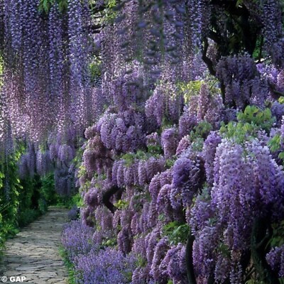 #ad 10 Chinese Wisteria Tree Seeds $8.99