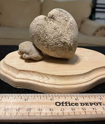 #ad Heart Shaped Giant Clam Fossil 60 Million Year Old Cretaceous Bivalve $12.00