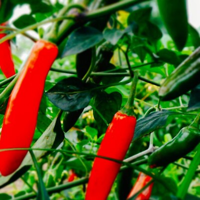 #ad #ad Serrano Hot Pepper Seeds NON GMO Heirloom Fresh Garden Seeds $18.00