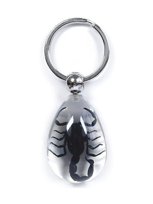 #ad SCORPION Real Keychain Ring Genuine INSECT Bug Clear Key Chain Keyring Lucite $11.99