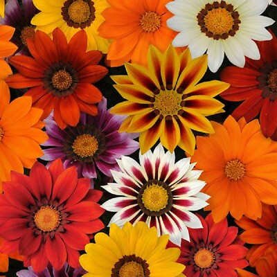 #ad 50 Gazania Seeds New Day Sunny Side Up Mix Flower Seeds $4.50