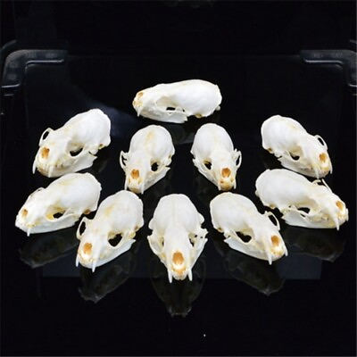 #ad 1 2 5 10 pcs real mink skull fine animal specimen skull gift 6cm 2.8 inch $39.99