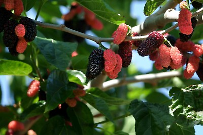 #ad Illinois Everbearing Mulberry get fruit right away Live Plant Free shipping $14.88