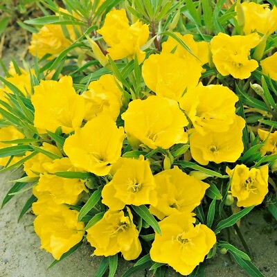 #ad 201Dwarf MISSOURI EVENING PRIMROSE Flower Seeds Drought Groundcover Container $3.25