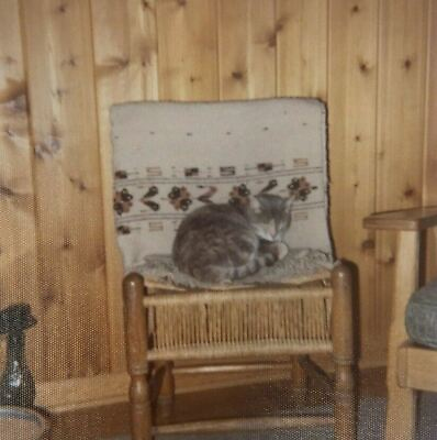 #ad 1974 Color Photo Cat Kitten Sleeping on Wood Mid Mod Chair Furniture Walls $12.50