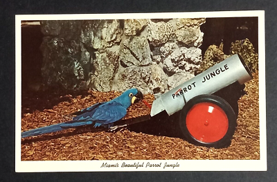 #ad Macaws Jacky Parrot Jungle Bird Miami Florida FL Curt Teich UNP Postcard 1961 $5.99