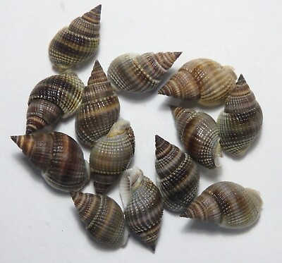 #ad edspal shells Nassarius siquijorensis 25mm 29mm F set of 13pcs sea shell $18.99