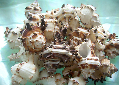 #ad 6X Sea Shells Endive Murex Hermit Crab Craft Decor 6 PIECE LOT 2quot; 4quot; Genuine $9.47
