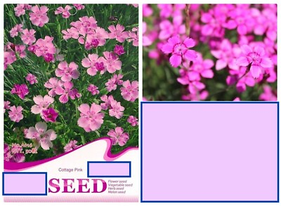 #ad 20 SEEDS Cottage Pink Chinese Carnation flower exotic garden plant USA Seller $7.75
