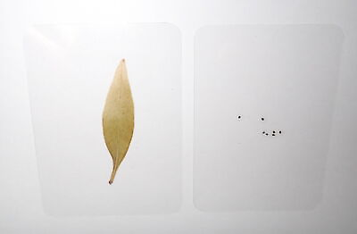 #ad Laminated Common Snapdragon Leaf amp; Seed 75x55 mm Sheet Education Specimen $12.00