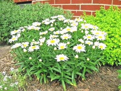 #ad 301SILVER PRINCESS Seeds Dwarf Shasta Daisy Cut Flowers Container Garden Easy $3.25