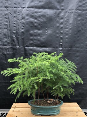 #ad 3 Norfolk Island Pine Bonsai Tree Forest Group Araucaria Heterophila 12quot;tall $119.95