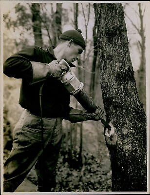 #ad GA22 Original Photo WORKER DOING TREE SURGERY Drilling into Decayed Trunk Wood $20.00