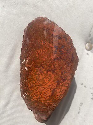 #ad Agatized dinosaur gem bone From Morrison Formation Colorado Red $450.00
