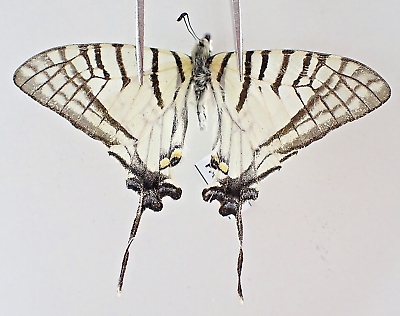 #ad PA12494. Unmounted butterflies: Papilio sp. Vietnam. Lai Chau $5.00