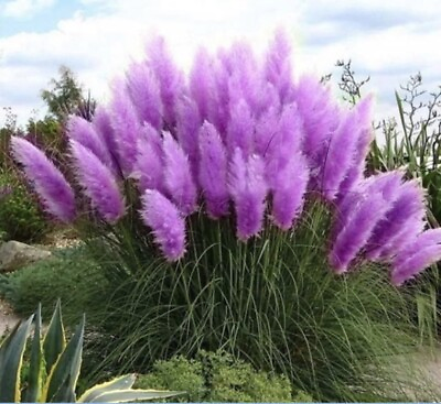 #ad Purple Pampas Grass 3 Plugs $27.95