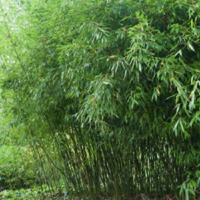 #ad 50 Bissetii Bamboo Seeds Privacy Climbing Garden Seed 375 US SELLER $5.03