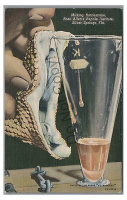 #ad Milking Rattlesnake Ross Allen Reptile Institute SILVER SPRINGS FL Postcard $5.99