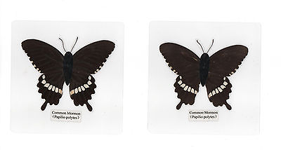 #ad Laminated Common Mormon Papilio polytes Butterfly Specimen in 110x110 mm Sheet $12.00