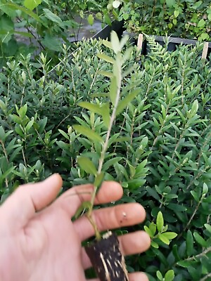 #ad Olive Tree quot;Arbequinaquot; one starter plant free shipping $17.75