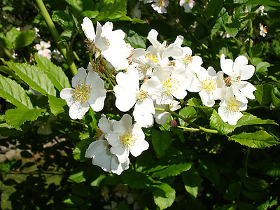 #ad White Rugosa Rose Rosa rugosa albiflora Shrub Seeds Fast Hardy Fragrant $2.30