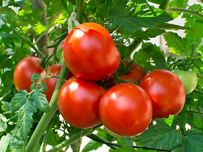 #ad Homestead Very Heat Tolerant 40 Tomato Seeds Buy any 3 var 20% off $2.99