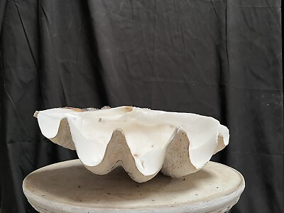 #ad Giant Clam Shell tridacna gigas 21x15x8 $1500.00