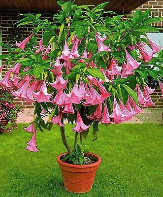 #ad #ad Pink Trumpet Tree {Tabebula rosea} Pre Stratified 15 seeds Free Shipping $4.19