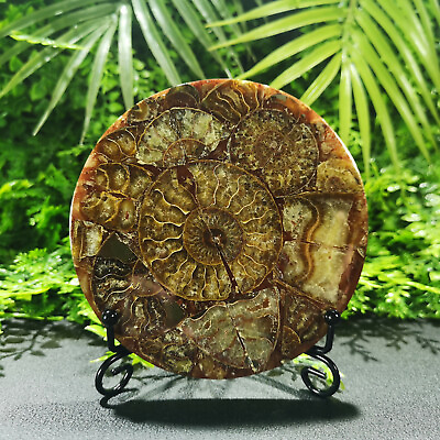 #ad Natural Ammonite Fossil Slice Slate Conch Specimen Quartz Crystal Healingstand $20.53