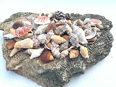 #ad Medium Mixed Seashells Sea Shells Best Price US Seller FREE Ship $9.99