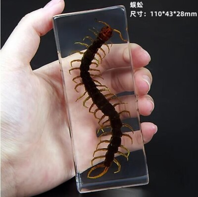 #ad Insect Office Paperweight Real Giant Centipede Specimen Taxidermy Large $12.55