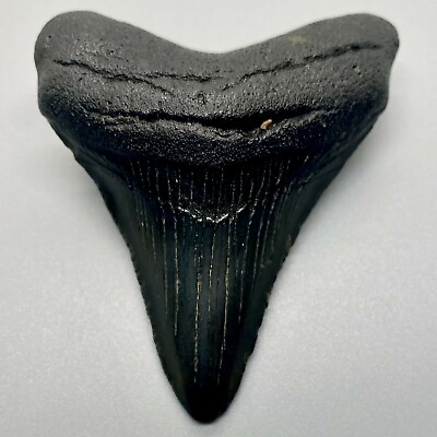 #ad Nice dark colors 2.81quot; Fossil MEGALODON Shark Tooth $55.00