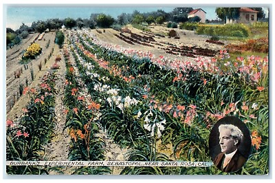 #ad c1910 Burbank#x27;s Experimental Farm Sebastopol Santa Rosa California CA Postcard $12.97