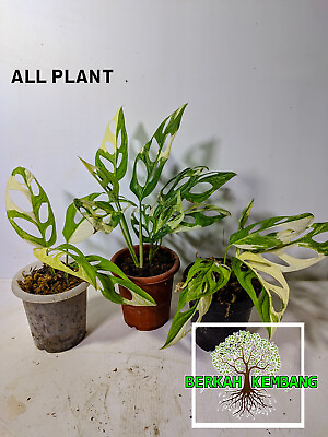 #ad Wholesale Real Pict Monstera Adansoni Variegated Albo Free Phitosanitary $220.00