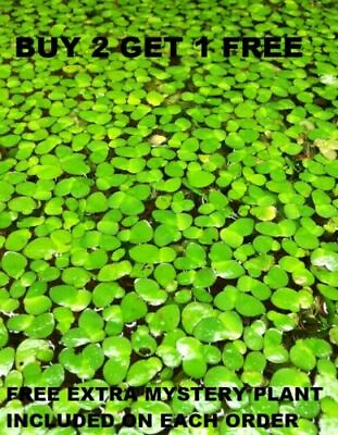 #ad 100 Giant Duckweed super easy Aquarium or Pond plant Moss BUY2GET1FREE $8.99