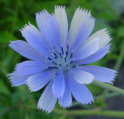 #ad chicory BLUE BEAUTY flower COFFEE SUBST 1000 seeds GroCo buy US USA $0.99