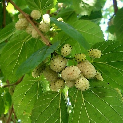 #ad Russian White Mulberry Morus alba 1 Live Potted Plant 6 12 inches Edible $16.99