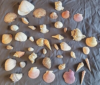 #ad Seashells Lot Large Colorful Shells Specimens Aquarium Nautical Craft Decor $75.00