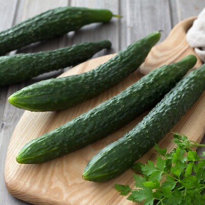 #ad 50 Suyo Long Cucumber Seeds Heirloom Non GMO Organic Genuine RARE $3.28