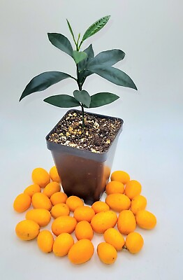 #ad Nagami Kumquat seedling 3 5 inches tall $29.95