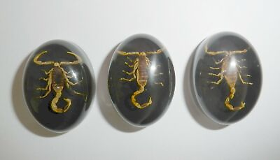 #ad Insect Cabochon Golden Scorpion Oval 18x25 mm on black bottom 3 pieces Lot $16.00