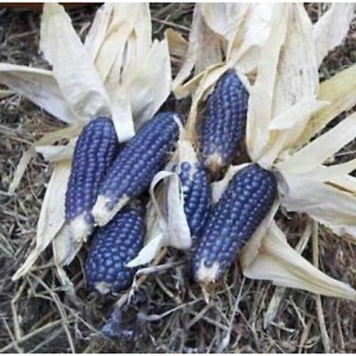 #ad corn BLUE SHAMAN POPCORN 20 seeds Heirloom Non GMO GroCo BUY ANY 10 SHIPS FREE $0.99