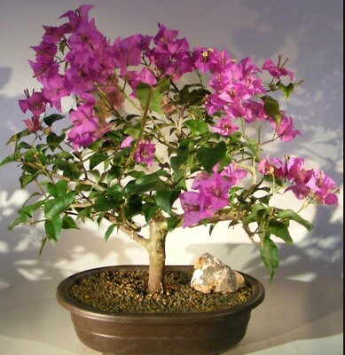 #ad Flowering Bougainvillea Bonsai Tree 23yo10quot;H Pink Pixie Indoor Flower Home Décor $189.95