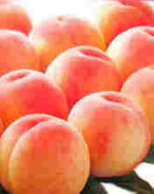#ad Halford Peach tree seedling yellow heirloom peach canning fruit tree LIVE PLANT $9.95