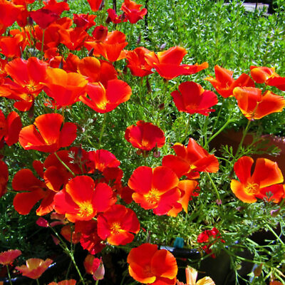 #ad Red Chief California Poppy Seeds Non GMO Free Shipping Seed Store 1229 $2.99