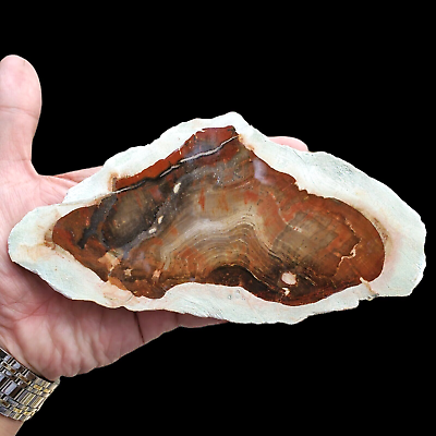 #ad 164 Gr AMAZING PICTORIAL PETRIFIED WOOD SLICE POLISHED FROM INDONESIA $52.00