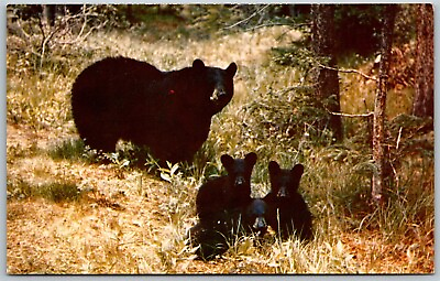#ad Vtg Black Bear and Cubs Chrome View Postcard $3.99