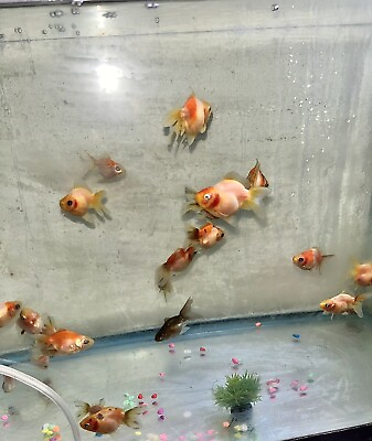 #ad Assorted Sakura Live Fish Goldfish 2.5 $45.00